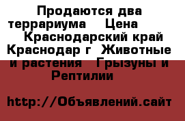 Продаются два террариума. › Цена ­ 2 300 - Краснодарский край, Краснодар г. Животные и растения » Грызуны и Рептилии   